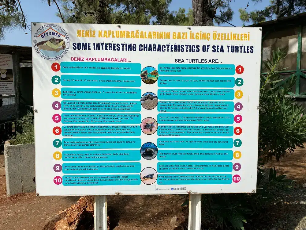 rules for iztuzu, rules table for visitors of iztuzu beach turtle beach and nesting area