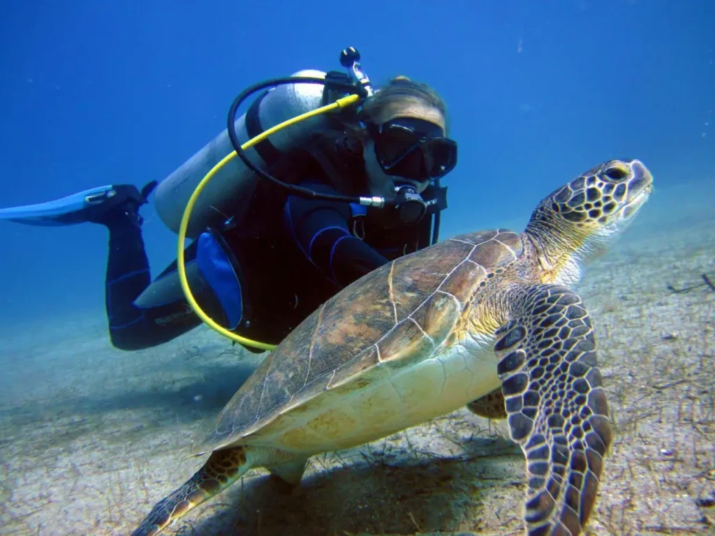 swimming with turtles in marmaris